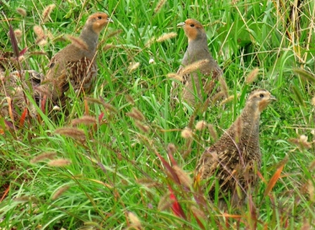 Starne Perdix perdix